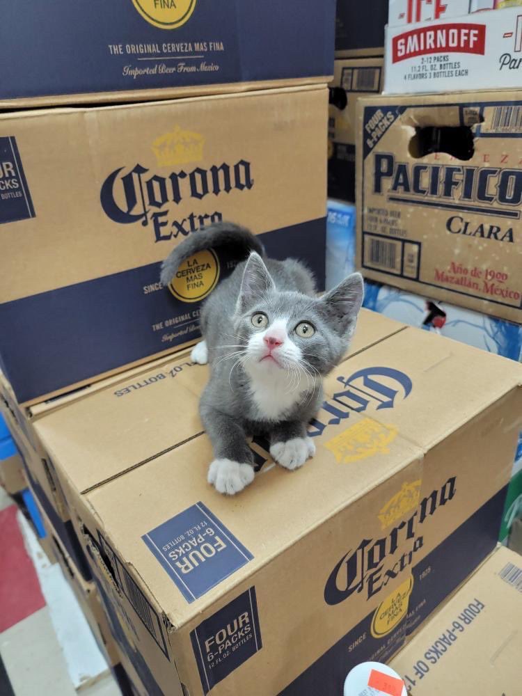 Bodegacats_'s tweet photo. https://t.co/RrfU00WRpd