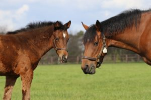 mams_ie's tweet photo. Easter Fun!π€π° Families are welcome to come help celebrate this beautiful time of year @IrishNadStud from Friday 15th - Monday 18th April 12-4pm.
https://t.co/hozG3uKy6T
#Easter #EasterDaysOut #FamilyFun #EasterDaysOut #OutdoorFamilyFun #IrishNationalStud #INS #sp #BabyBloggers https://t.co/uRstgiBFu2