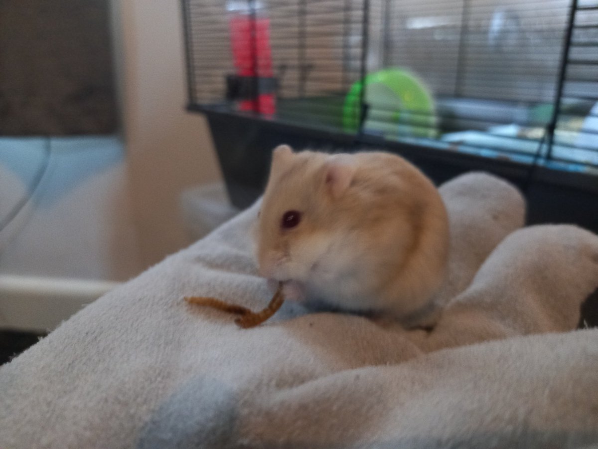 Socks_a_problem's tweet image. Fish