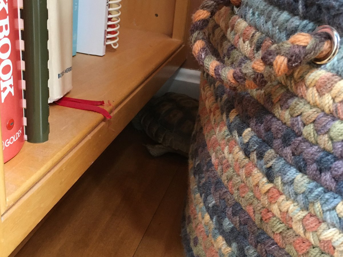 TacoTheTortoise tweet media