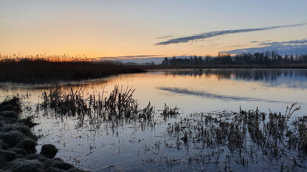 Heleenverduijn's tweet photo. Vandaag zo grijs en nat dus wat plaatjes van gisteren.
De zonsopkomst bij #Ackerdijkseplassen i.v.m. #BMPtelling @Sovon @vogelnieuws @Natuurmonument 
Met o.a. snor, fitis en een heel nieuwsgierig staartmeesje. https://t.co/1RnKztghOP