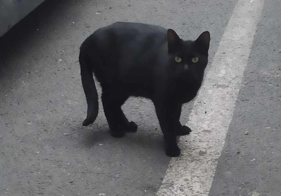 Marta_esc's tweet image. Hemos esterilizado y desparasitado a esta gata que, ahora mismo, está en acogida mientras se recupera pero si no le encontramos familia va a tener que volver a la calle. Si estás buscando una mascota para adoptar o sabes de alguien por favor ponte en contacto conmigo. #Sevilla