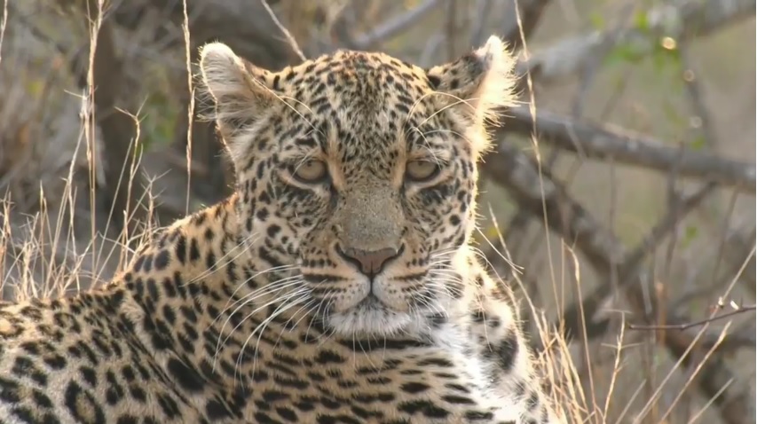 0MrsZero's tweet image. #wildearth 😭😭😭😭😭 such sad news RIP Thandi my spirit animal (thank you everyone who tagged me in a post) love to my safari family (miss you all)