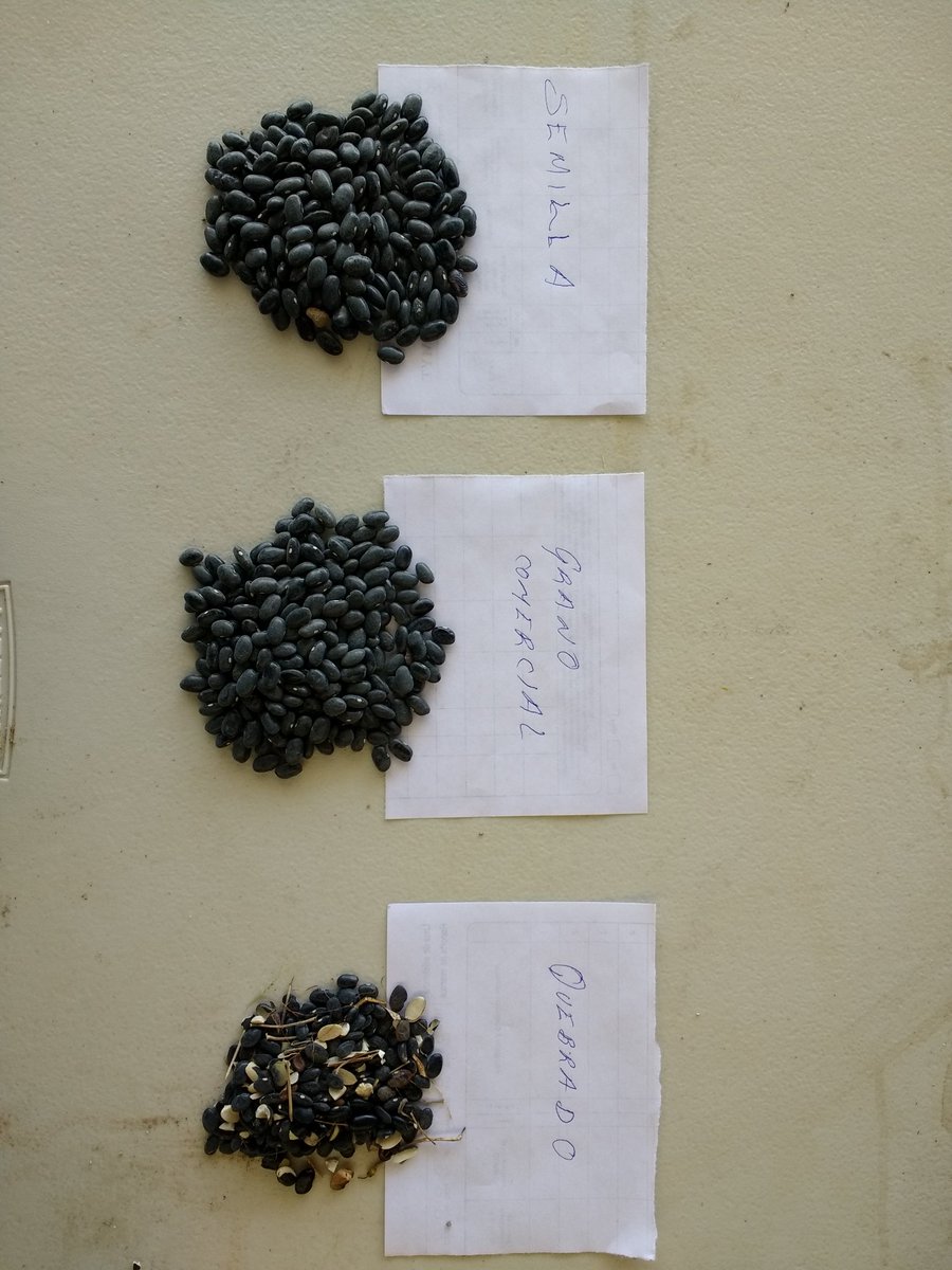 La limpieza de los granos es una actividad importante para mantener su calidad nutricional. <a href="/MasAgroGto/">MasAgro Guanajuato</a> a través de la @SDAyR_GTO y <a href="/CIMMYT/">CIMMYT</a> establecimos un punto de maquinaria poscosecha en Ocampo para brindar a #productores el servicio de limpieza y selección. #Conservatucosecha