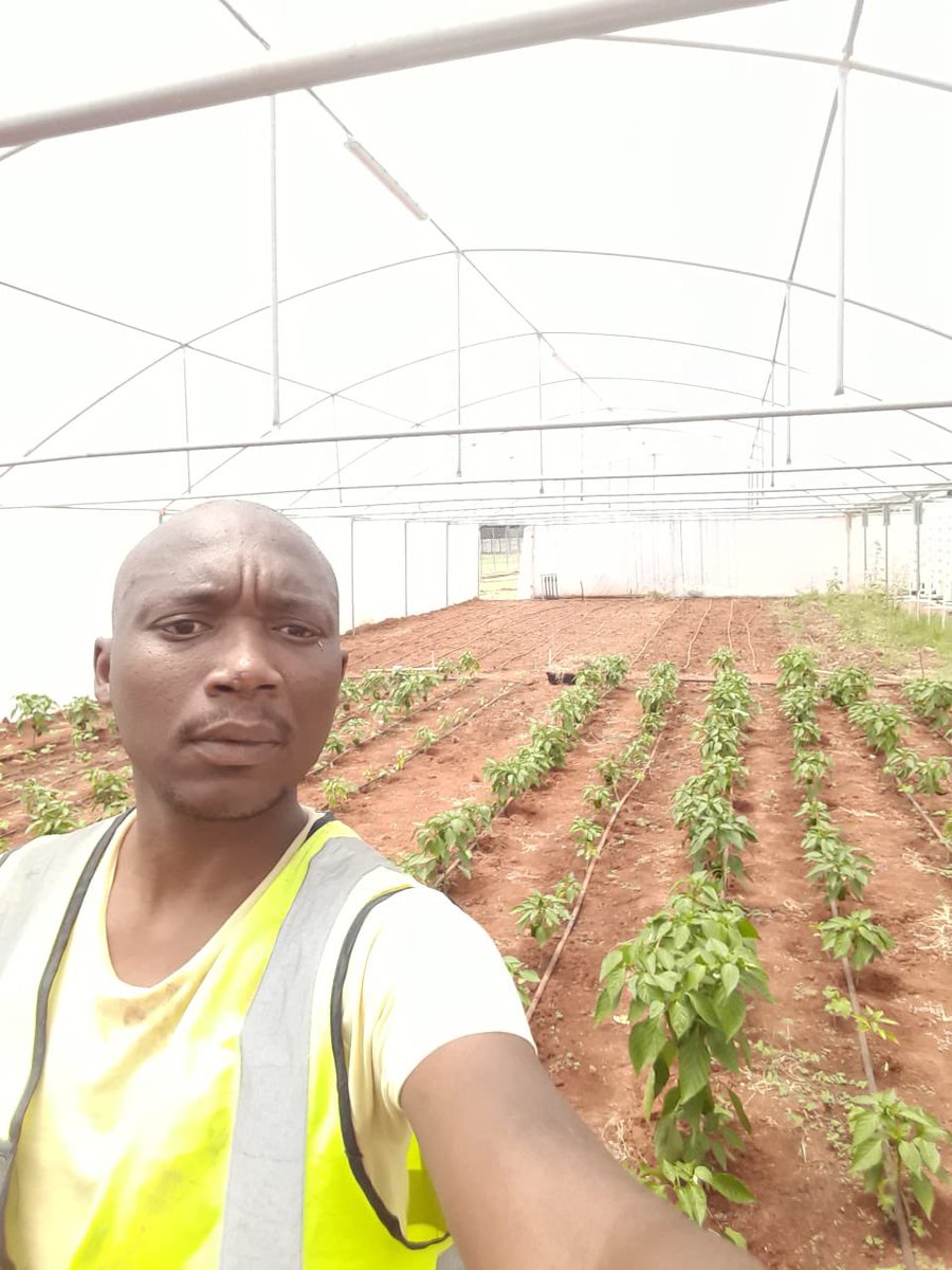 Our #MCM today is Mike Phehle WIBC Urban Agriculture Initiative Intern,He runs WIBC Demo Farm 
<a href="/Proudly_Bidvest/">Bidvest</a>
 Protea Coin in Hammanskraal.Mike grows Green peppers,Spring onions,Tomatoes,potatoes etc.#WIBC2022 #UAI2022 #farming #agriculture #agri #agriculturejob #agricultura