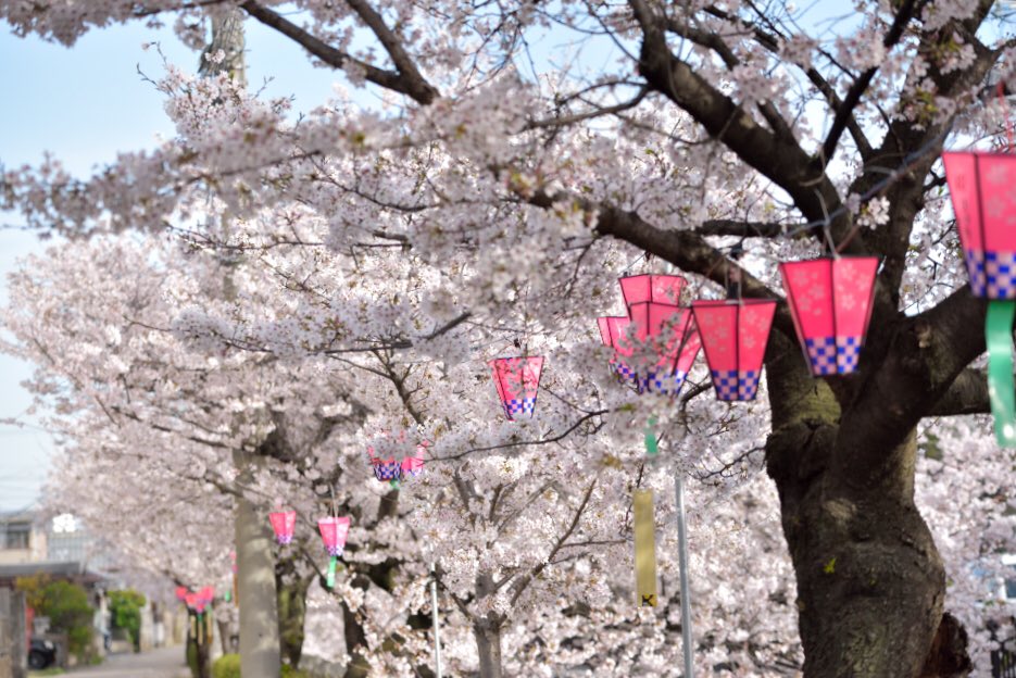 atsu0129_'s tweet photo. 散歩がてら
#桜 
#長瀬川 https://t.co/fWFSAHXch1