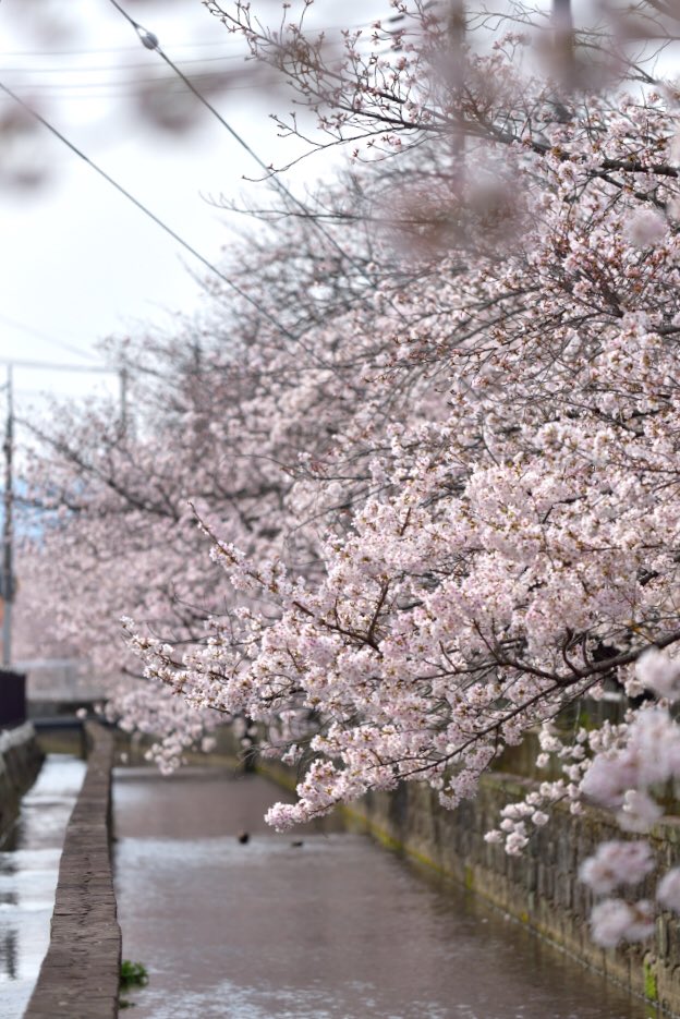 atsu0129_'s tweet photo. 散歩がてら
#桜 
#長瀬川 https://t.co/fWFSAHXch1