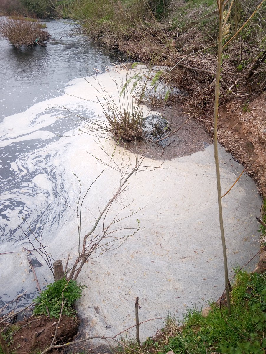 EagerTsj's tweet photo. @SouthWestWater @simonjamesjupp I have just spoken to the @EnvAgencySW as there is more than evidence of pollution further up the river Otter. Why is @SouthWestWater not responsible for any of this river when it has a water treatment plant adjacent to it ? https://t.co/KT6v7wAJbF