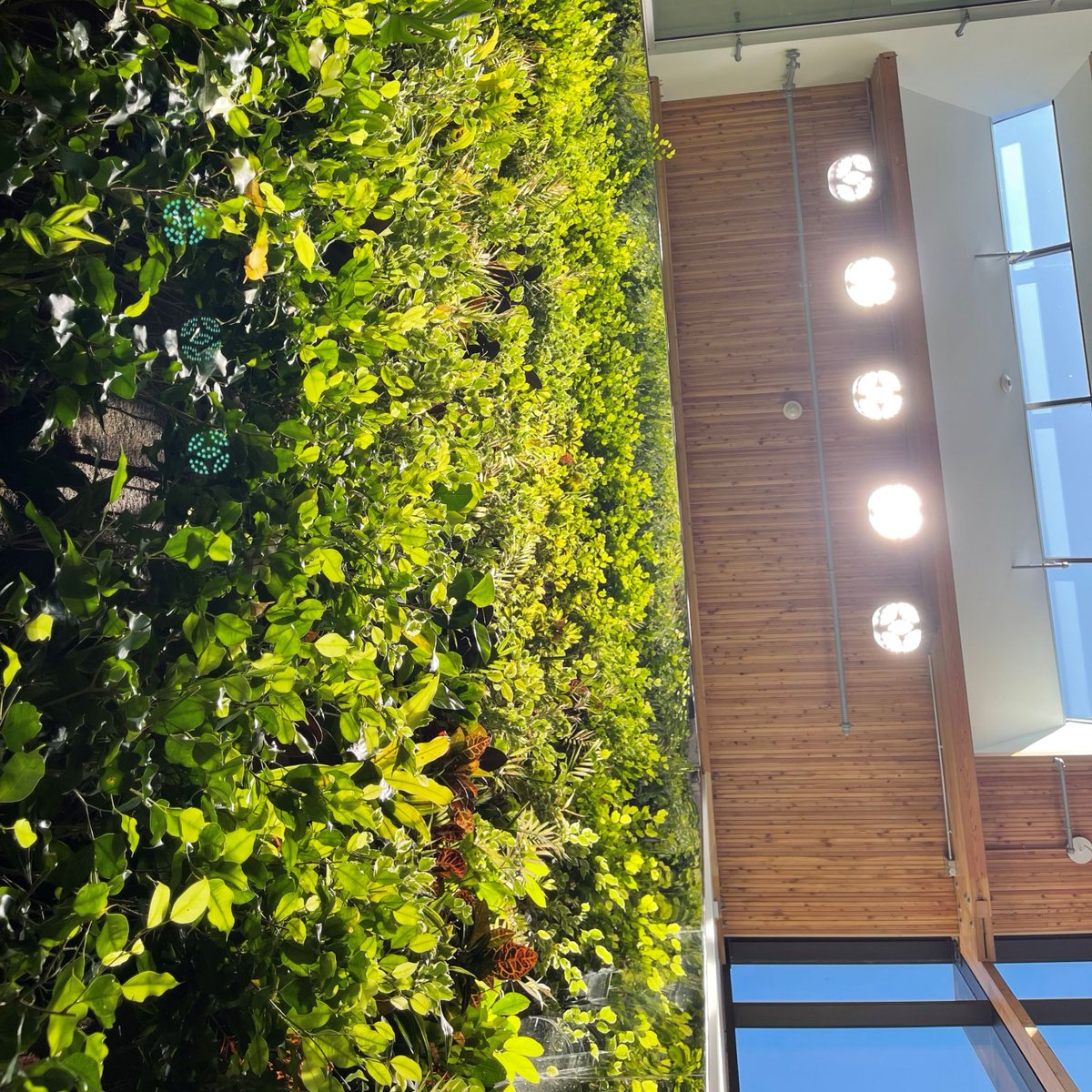 GroupNedlaw's tweet photo. https://t.co/o6n8FThrXd
Living Walls designed for long life, active filtration and ecological integrity.
A #NedlawLivingWalls Project: @HavergalCollege
Toronto, ON
Clean air, naturally 🌱
#biofilter #nedlaw #greenwalls #greendesign #biowall https://t.co/KVRTPFctlr