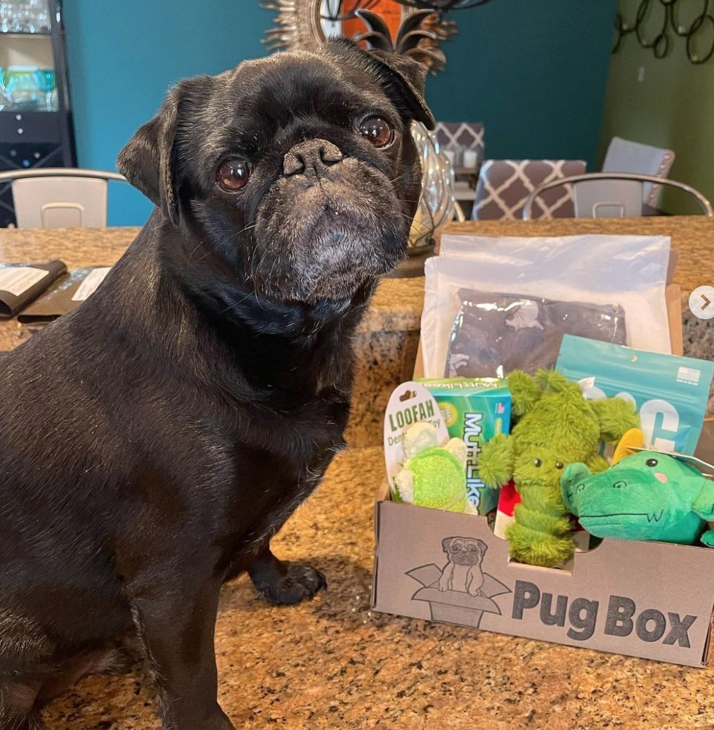 PugBoxes's tweet photo. On a scale of 1 to ✨fabulous✨, how amazing does Carter Lord Pugsley look in his new pug scarf?! Wishing this good boy the happiest #PugBox Day! 🎉

#puglife #pugs https://t.co/soPxTrrifm