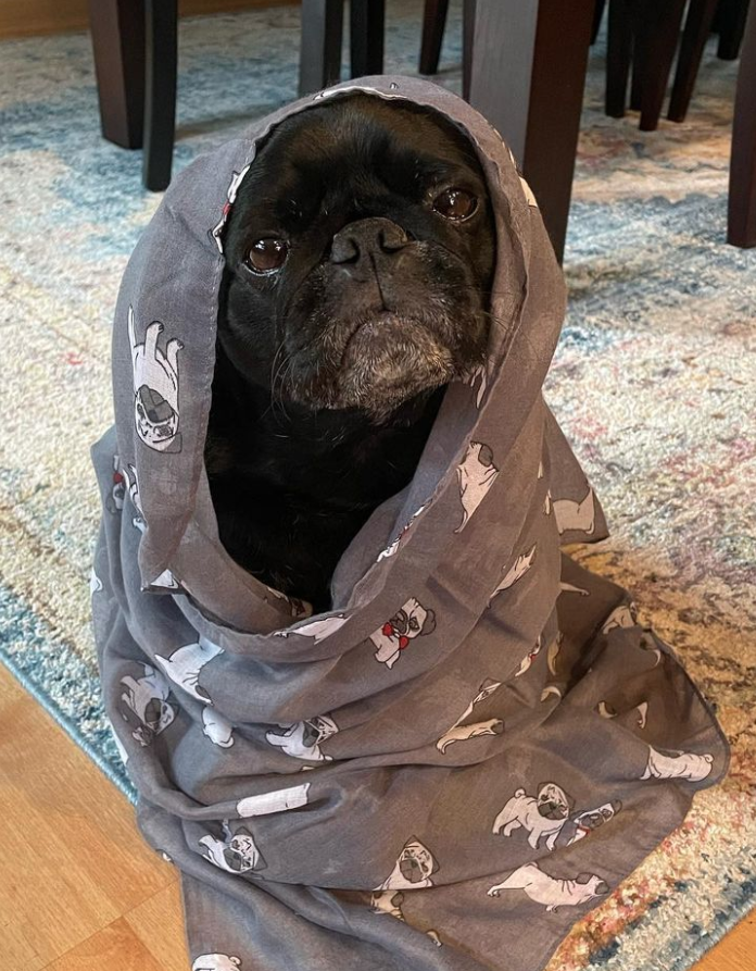 PugBoxes's tweet photo. On a scale of 1 to ✨fabulous✨, how amazing does Carter Lord Pugsley look in his new pug scarf?! Wishing this good boy the happiest #PugBox Day! 🎉

#puglife #pugs https://t.co/soPxTrrifm