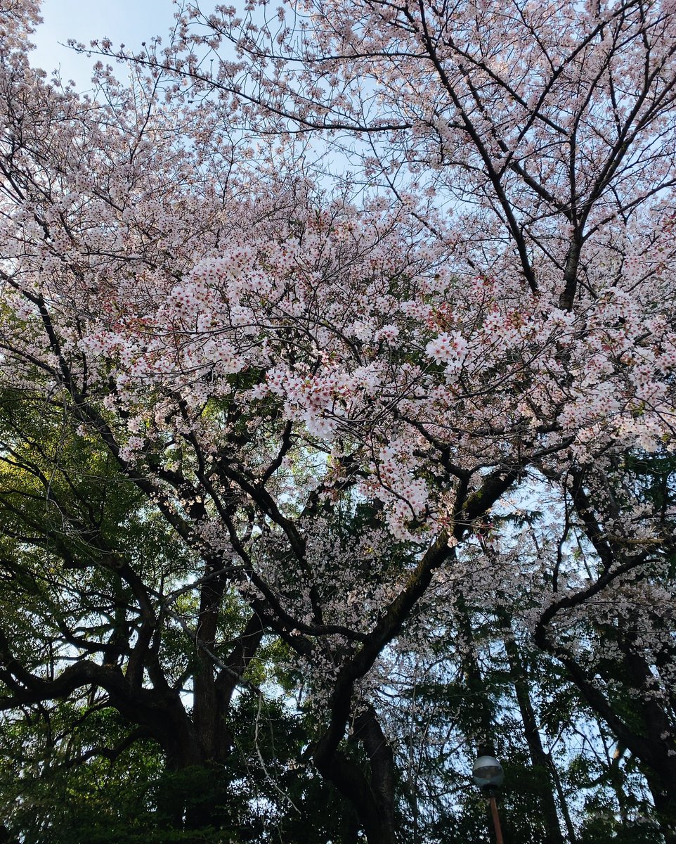 Cherry blossom viewing in Tokyo 🌸

花見ができてよかった 🌸

#cherryblossom
#桜