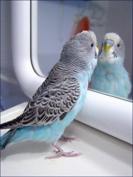 Animal Behavior Society (@animbehsociety) on Twitter photo When studying animals it can be easy to assume that they perceive the world the same way we humans do. But it’s important to keep in mind “umwelt”, or the world as it is experienced by a particular animal. Let’s talk about how birds perceive the world. <a href="/bird_sock/">Shelby Lawson</a> #ABStakeover 1/9 When studying animals it can be easy to assume that they perceive the world the same way we humans do. But it’s important to keep in mind “umwelt”, or the world as it is experienced by a particular animal. Let’s talk about how birds perceive the world. <a href="/bird_sock/">Shelby Lawson</a> #ABStakeover 1/9
