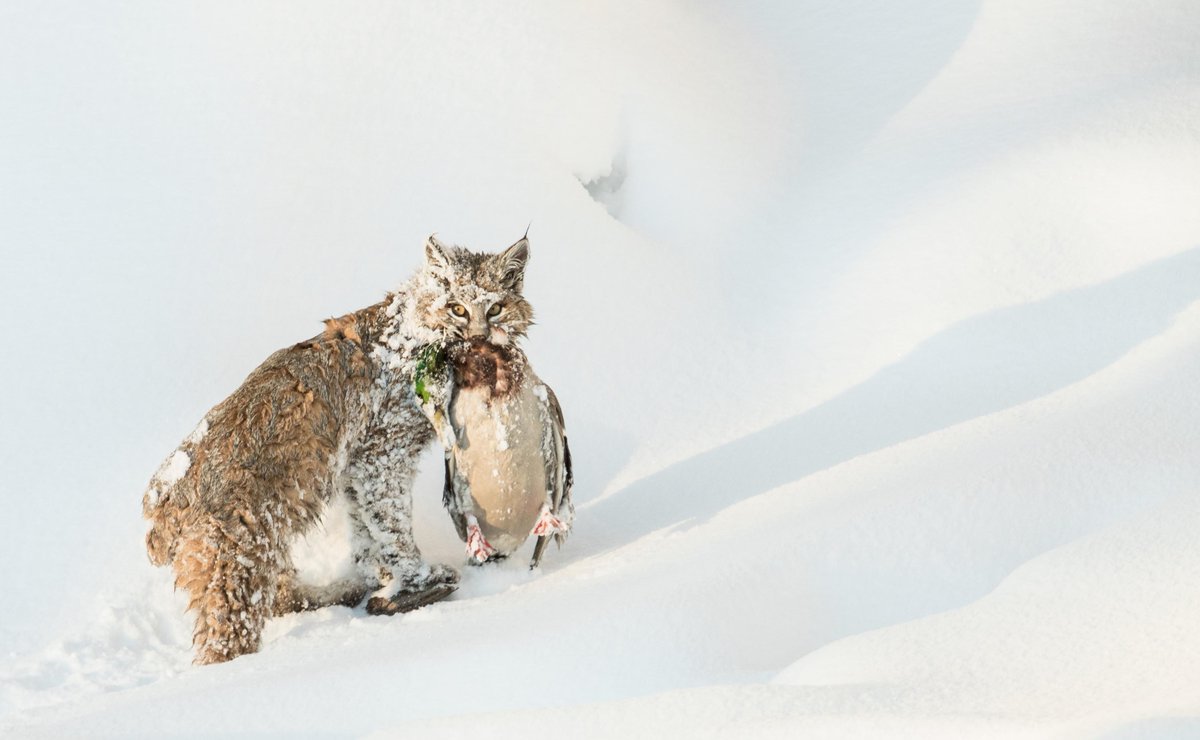 14 Photos Winners Of WildArt Photographer Of The Year trib.al/Dqx3Re2?