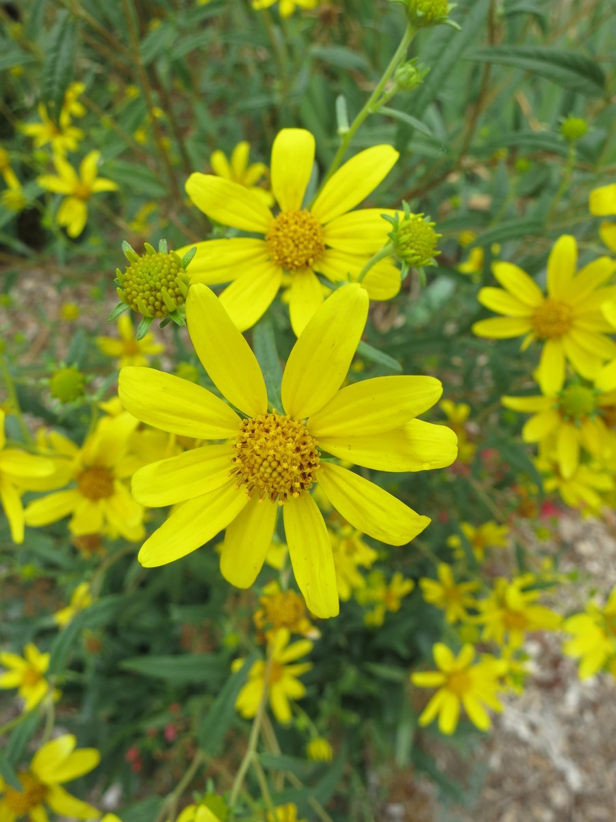 EarthLoveGarden's tweet photo. Beat the drought this year by planting more native flowers with deep roots like the charming Showy Goldeneye. We love creating Native Plant Pollinator &amp; Bird-Friendly and Edible Landscape Designs – learn more at: https://t.co/MIibC24W9y

#nativeplants #coloradonativeplants https://t.co/zIJOrWfcK8