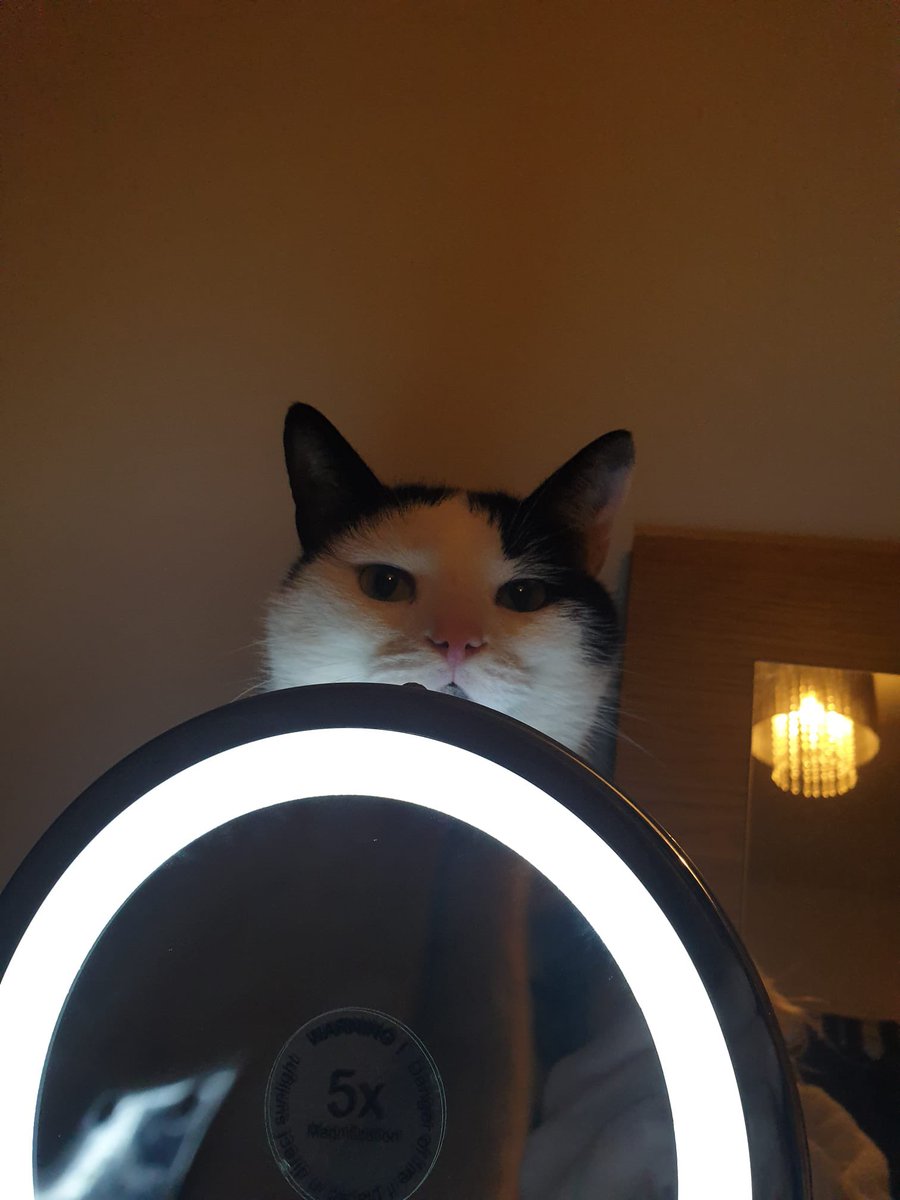 CharlieWarlie09's tweet image. #hellocat #CatsofTwittter #CatsOfTwitter #CuteCats #CatsLover #hes SO #cute HEWWO I’m Charlie warlie 🐱