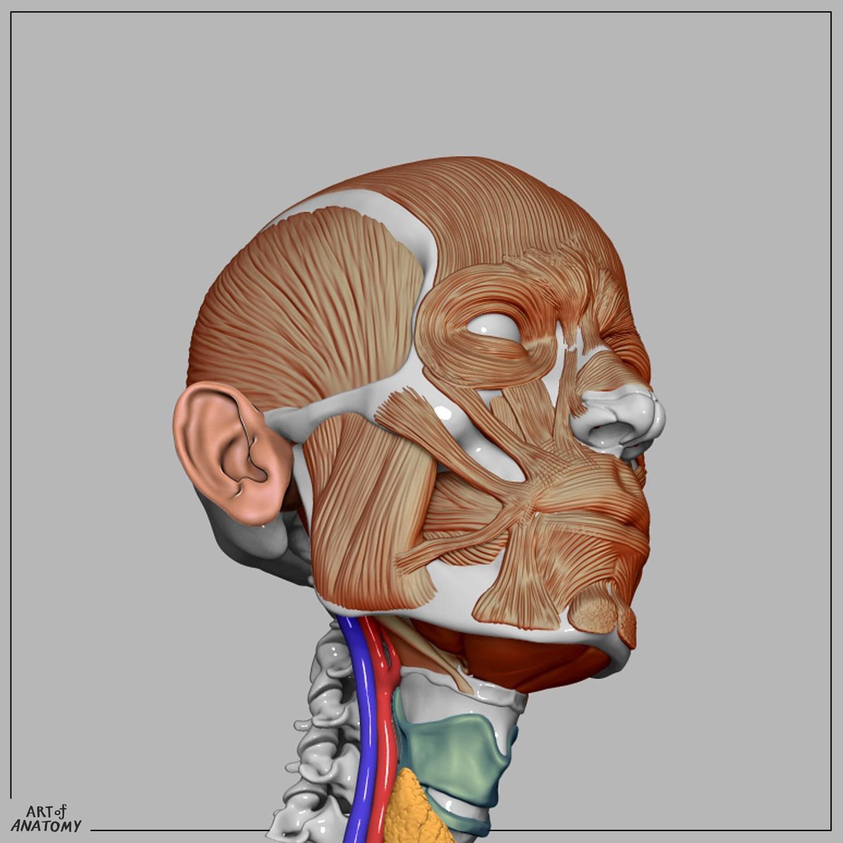 Art_of_Anatomy's tweet photo. Reference หัว ชุดใหม่ 
ปั้นเสร็จไป 60% ละ / ส่วนอันเก่าที่เป็นหุ่นเหลี่ยมอาจจะไม่ผลิตแล้ว https://t.co/MHNt5sPaZK