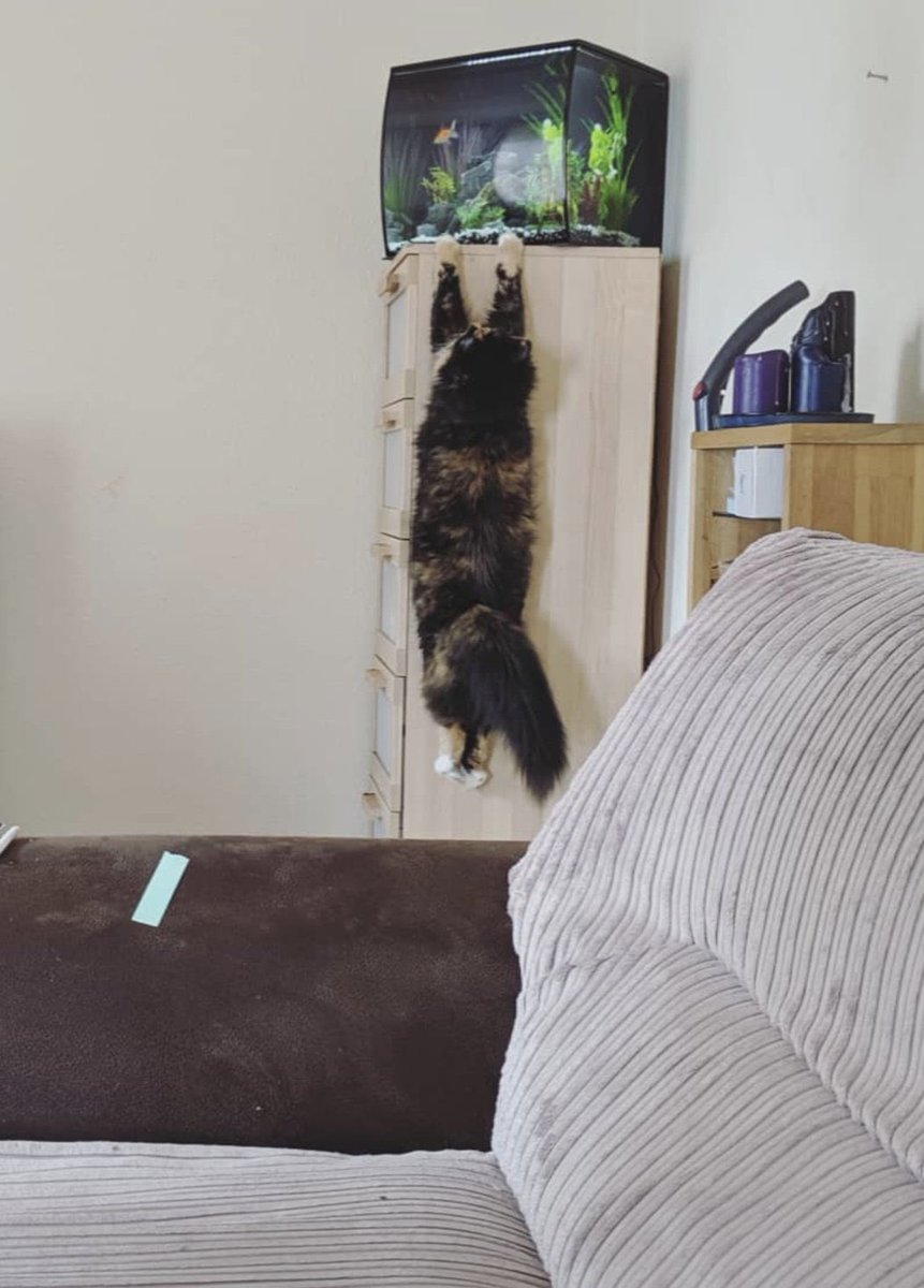 cats being weird little guys 👅 (@weirdlilguys) on Twitter photo 