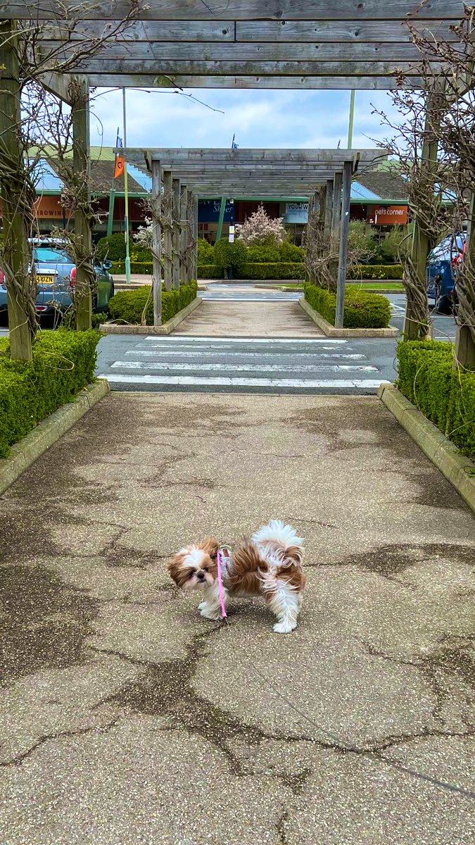 Today my humum has left me to take the assistants to London so I have spent the day with my nanny at the garden centre, after all it’s only fair I get a day out too! #shihtzu #DogsofTwittter