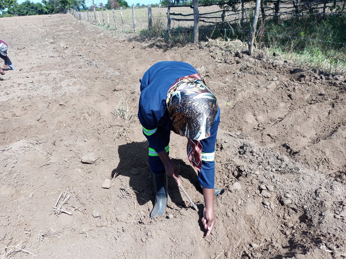 FAOMozambique's tweet photo. Students from the Agrarian Institute of Chókwe, in Gaza Province learn to set up seed multiplication fields🌱🌱🌱 through the #ProAct project in collaboration with the Agrarian Research Institute in 🇲🇿. Thanks to 🇪🇺 funding. #Mozambique #FAO https://t.co/LRITkkgMbX