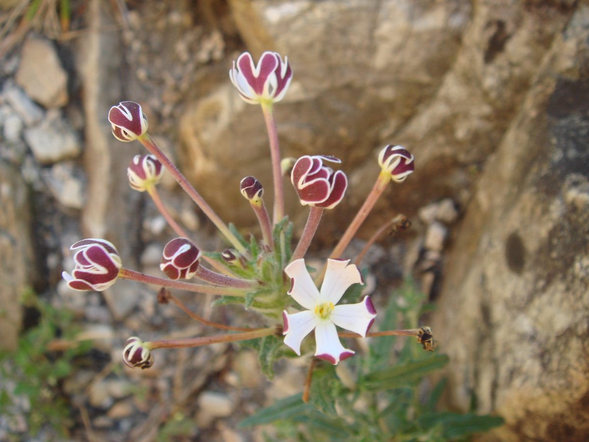 fernkloofza's tweet photo. #SCROPHULARIACEAE: #Zaluzianskya #capensis
Common name; Verfblommetjie or Drumsticks.
These flowers are closed during the day, opening at dusk; their scent can be very overwhelming and the plant is pollinated by moths. https://t.co/bzte7JAuxg