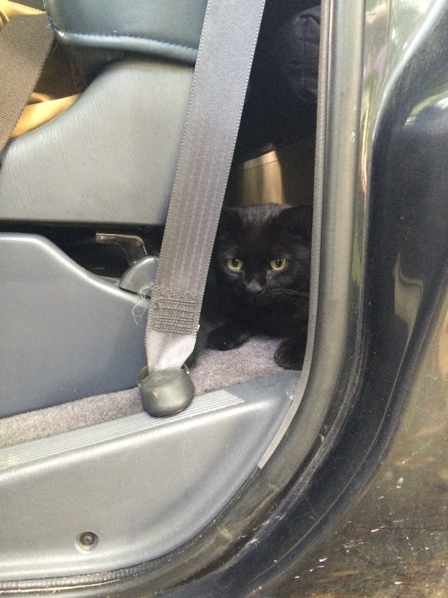 BumbleCampers's tweet image. Even cats love our campervans cat 🐱 #meow #petfriendly #hellocat #bumblecampers