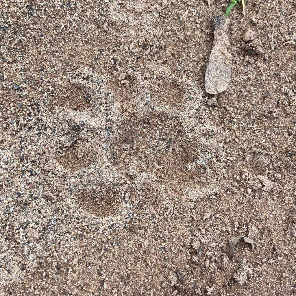 Otter_Project's tweet photo. Did you know that otter spraint smells like jasmine tea?

Our team had a great time learning to identify #ottersigns this weekend. Thanks to the South Wales Otter Trust for the brilliant training session!

#spraint #prints https://t.co/JXDvv9c2Um
