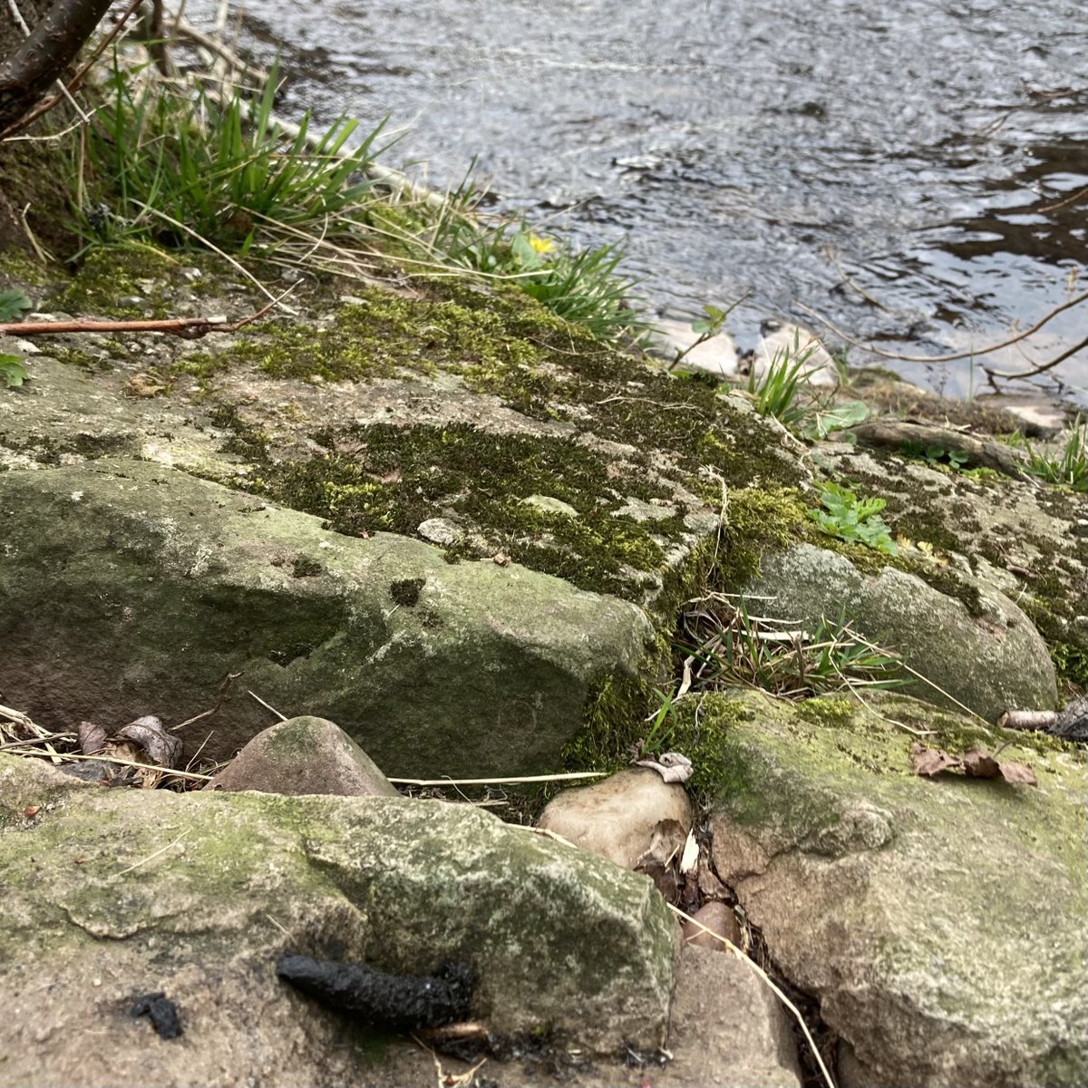 Otter_Project's tweet photo. Did you know that otter spraint smells like jasmine tea?

Our team had a great time learning to identify #ottersigns this weekend. Thanks to the South Wales Otter Trust for the brilliant training session!

#spraint #prints https://t.co/JXDvv9c2Um