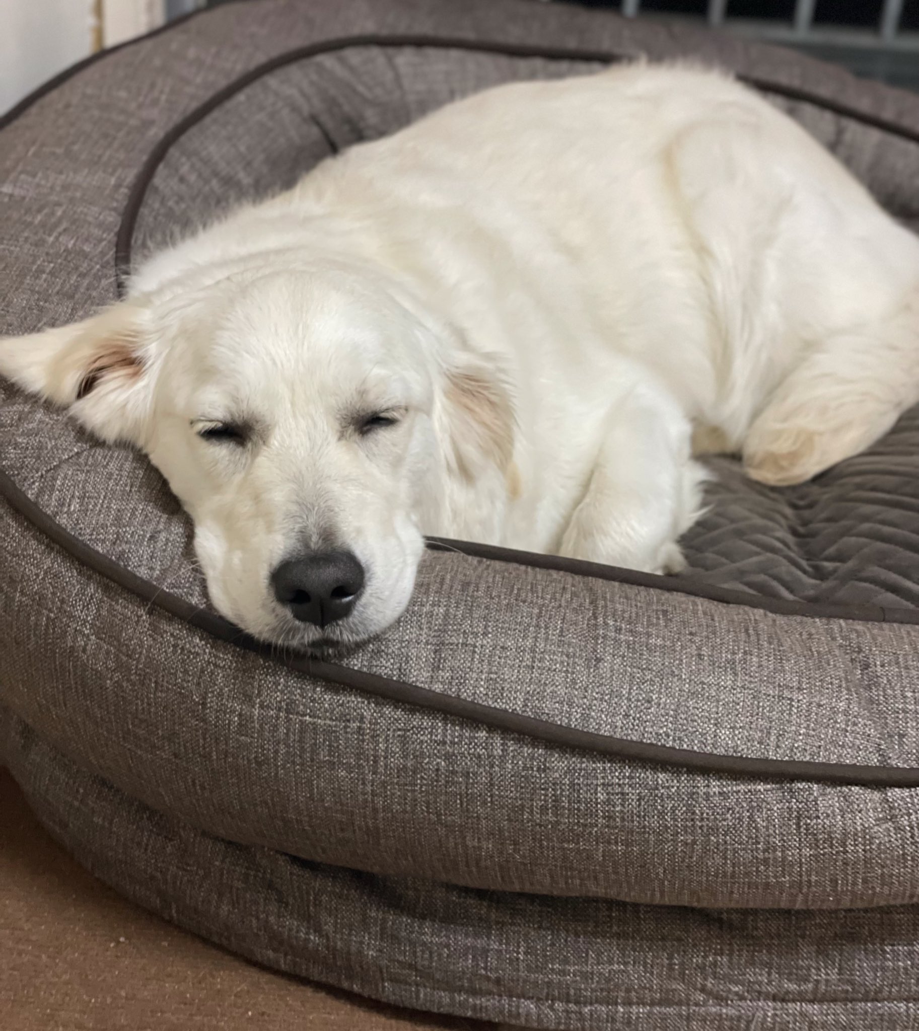 ますぶちさちよ コストコの大型犬用ベッド素晴らしい 死ぬほど可愛い T Co Kgjq0q2lhn Twitter