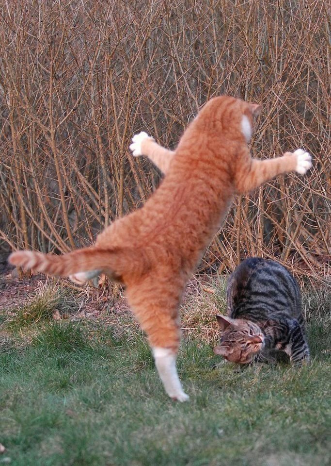 Metanoia100's tweet photo. Surprise!!!!!! 😲 ♥

#cats #CatsOfTwitter https://t.co/RRZYT7Spq3