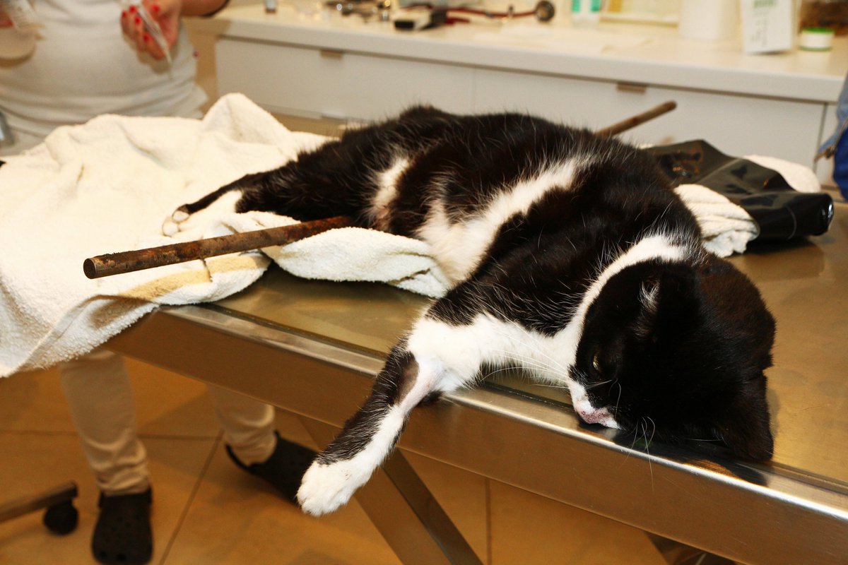 TiernotrufDE's tweet photo. © Foto: https://t.co/tsfKVTXBdq

#Tiernotruf #Katze https://t.co/Tv0ILAHwGM