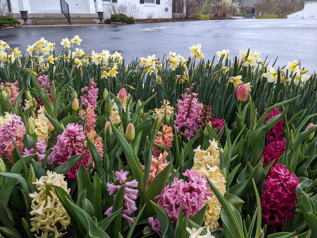 TPCCHort's tweet photo. Act II is opening for the spring bulbs! Crocuses have given way to daffodils at the entrance, and tulips are starting to show above the hyacinths at the clubhouse. I can't wait for #TulipTime! https://t.co/ywBD1mYJ4D