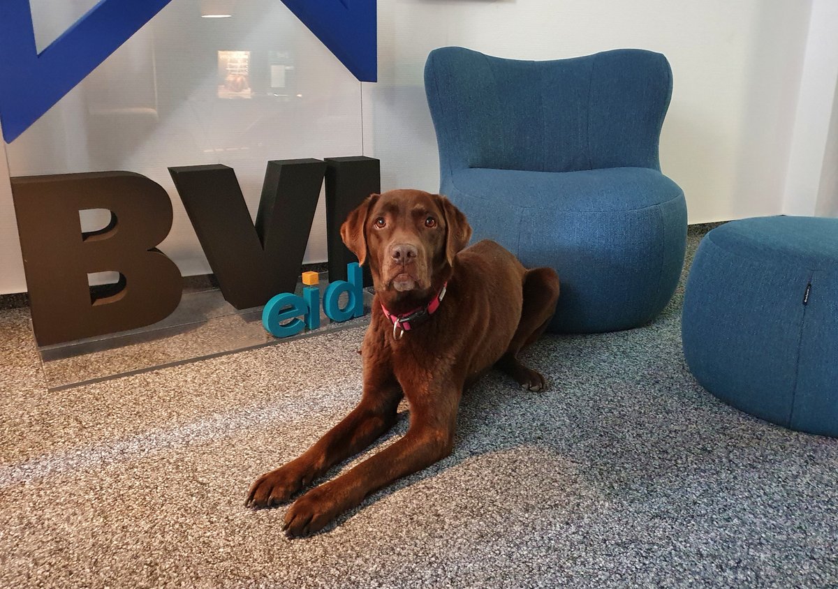 In unserer #Bürogemeinschaft mit dem <a href="/eid_Wohnen/">eid Evangelischer Immobilienverband</a> ist die nächsten drei Wochen tierisch was los! 🐕 Herzlich willkommen, Frida! 😍 #Bürohund #LabradorRetriever
