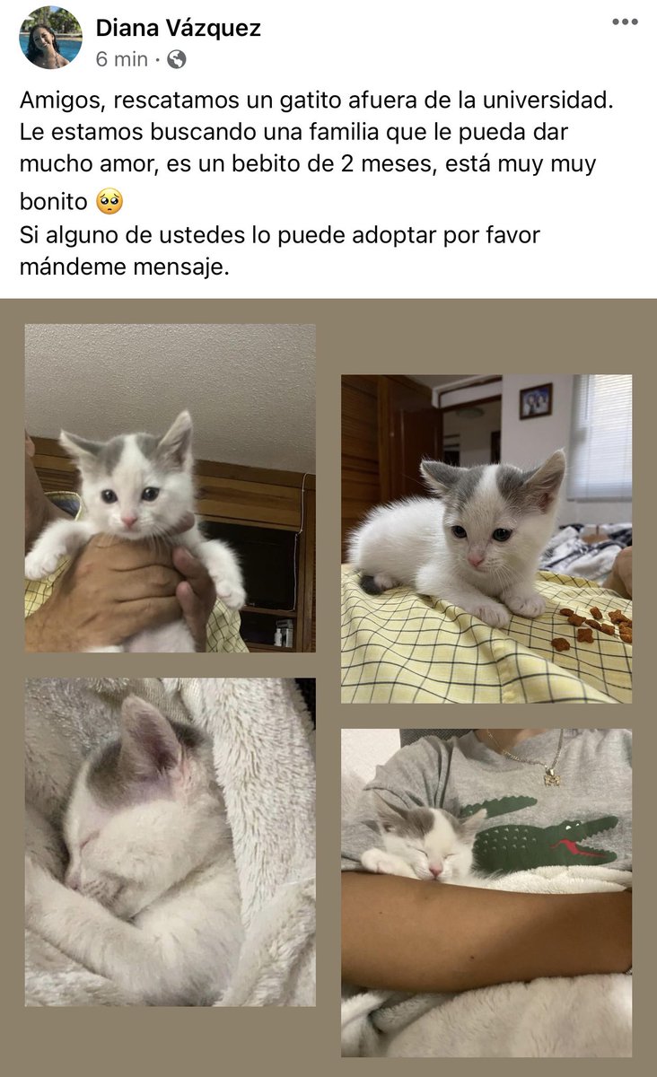 Diana_vazquez's tweet photo. Ayúdenme a encontrarle casita 🥺🙏🏻 https://t.co/fRSXEPb478