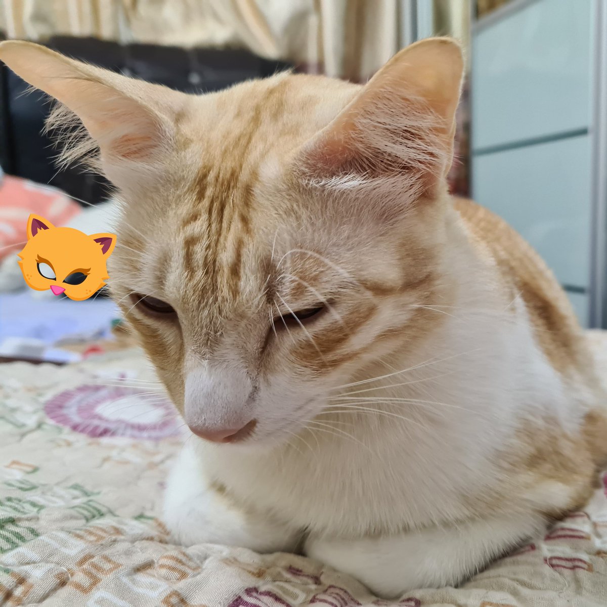 dutchezaien's tweet photo. Orang solat dia senang lenang berhibernasi. Untung jadi kucing.
#oyententen #straytostay https://t.co/lrm8dlhl3L