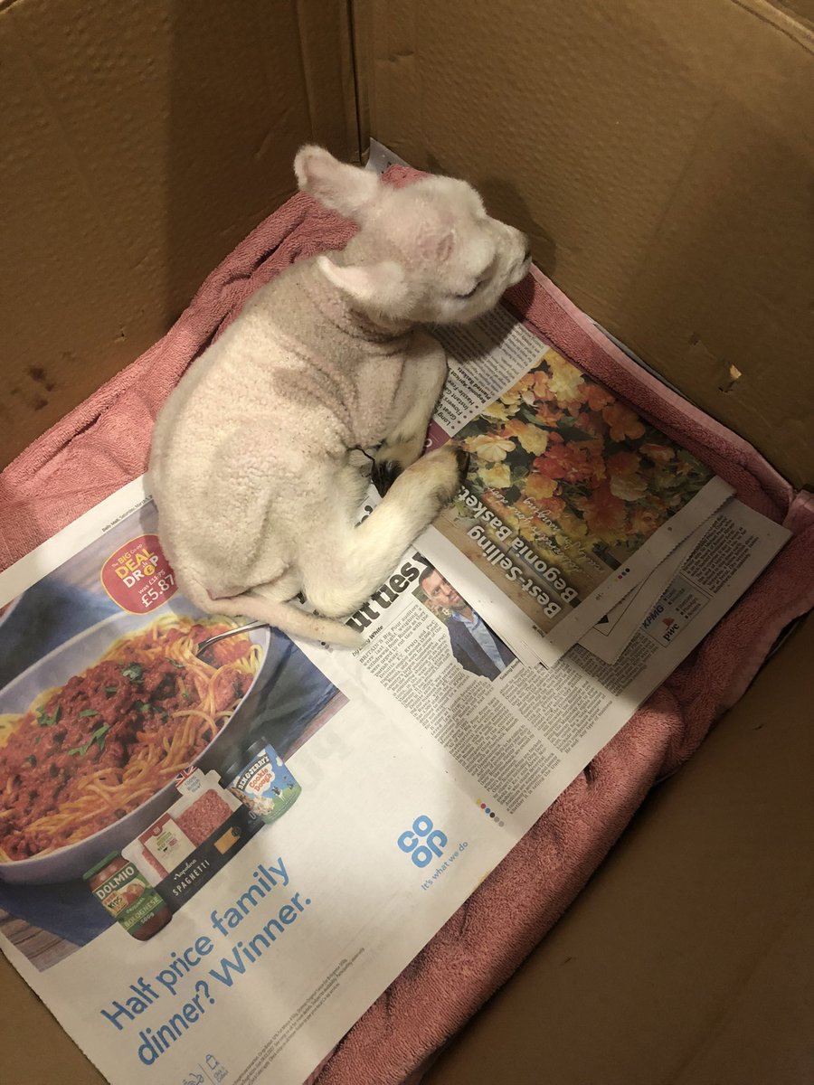 farmersalt's tweet photo. @PintSizedFarmer Same going on here! Daughter has a small hobby flock with one ewe having quintuplets on Saturday, sadly 3 didn’t make it, the strongest left with mum &amp; this one put in intensive care - the kitchen!! https://t.co/W74GauSKtt