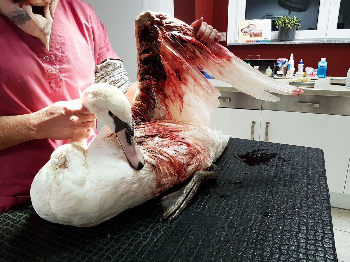 TiernotrufDE's tweet photo. © Foto: https://t.co/tsfKVTXBdq

#Tiernotruf #Verletzt https://t.co/7ECMJVbJSV