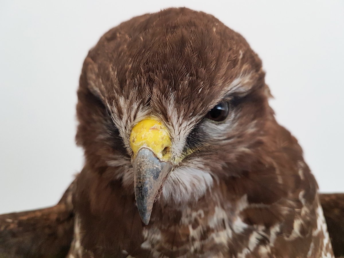 TiernotrufDE's tweet photo. © Foto: https://t.co/tsfKVTXBdq

#Tiernotruf #Adler https://t.co/Obt0RJNoJT