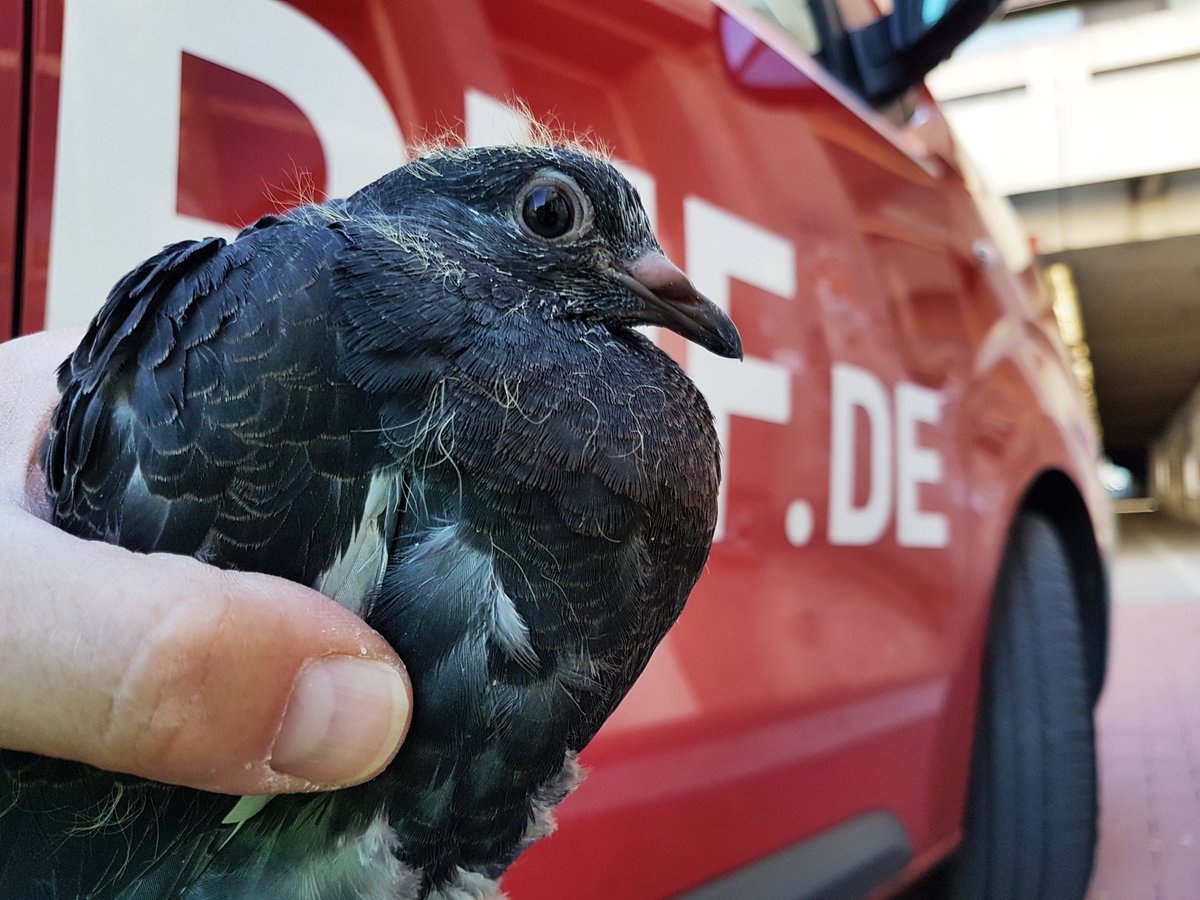 TiernotrufDE's tweet photo. © Foto: https://t.co/tsfKVTXBdq

#Tiernotruf #Vogel https://t.co/2i6Krf8VVS