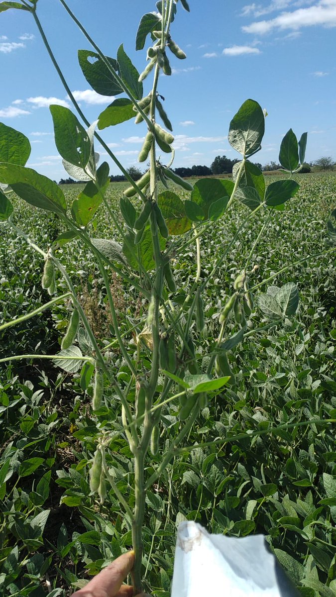 YalfinSA's tweet photo. 🌱 Soja CZ6505 #BASFCredenz de 
@BASF_Agro_ARG
📍Sarandí Grande.
Excelente estabilidad y potencial de rendimiento.
Muy buena adaptación a diferentes fechas de siembra.

#SembrandoUruguay
#40añosYalfín https://t.co/4KZ9I7fLLR