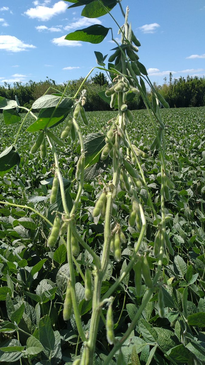 YalfinSA's tweet photo. 🌱 Soja CZ6505 #BASFCredenz de 
@BASF_Agro_ARG
📍Sarandí Grande.
Excelente estabilidad y potencial de rendimiento.
Muy buena adaptación a diferentes fechas de siembra.

#SembrandoUruguay
#40añosYalfín https://t.co/4KZ9I7fLLR
