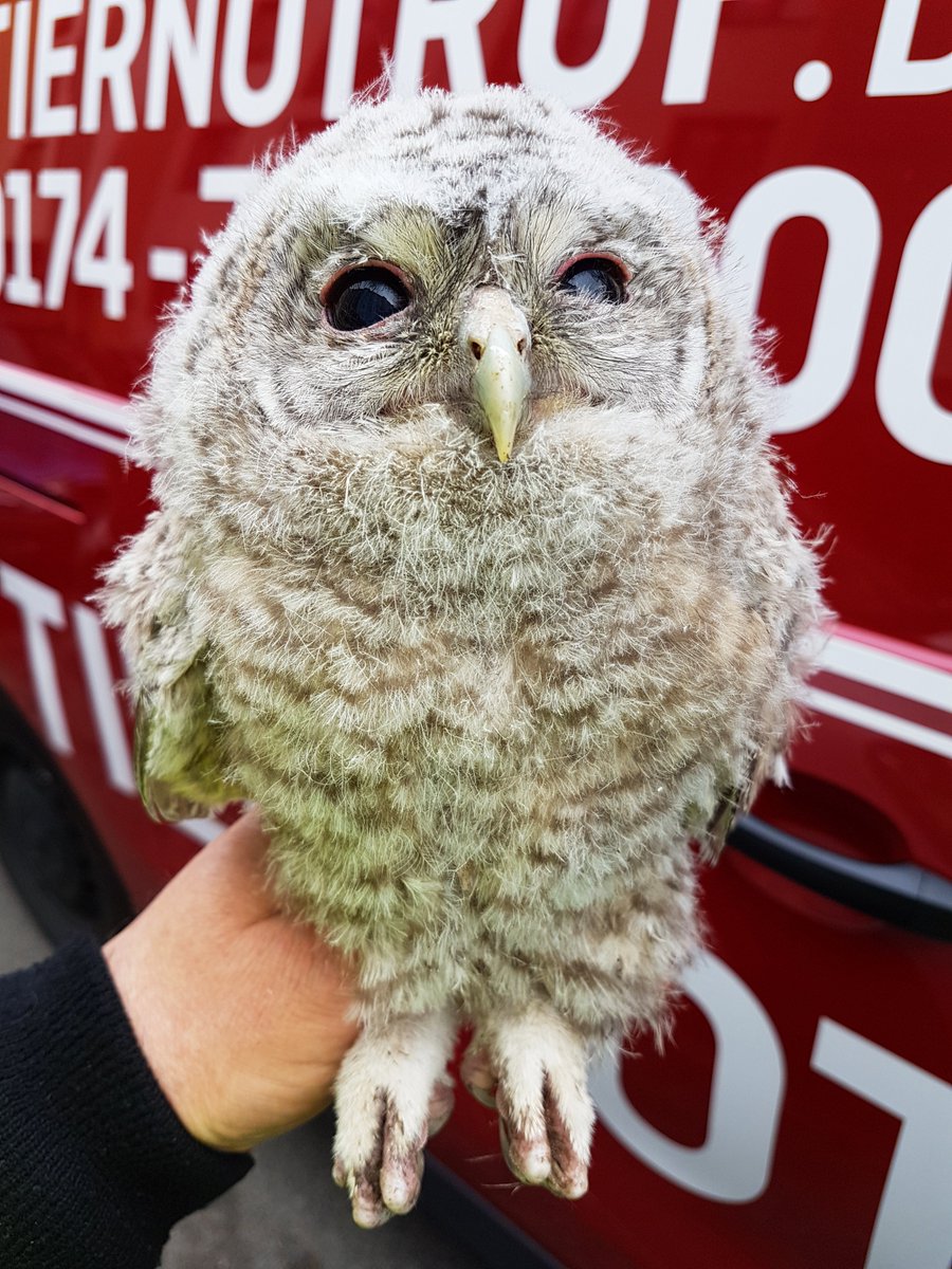 TiernotrufDE's tweet photo. © Foto: https://t.co/tsfKVTXBdq

#Tiernotruf #Eule #Uhu https://t.co/wcVjN3gNh0