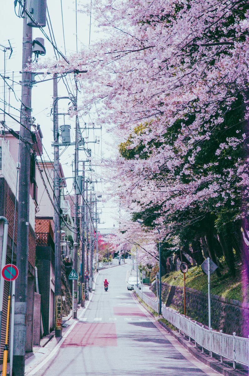 Teeeda_mk's tweet photo. 風も心地よくてお散歩日和。
#PENTAX #PENTAXK_5 https://t.co/wenhn3jFXM