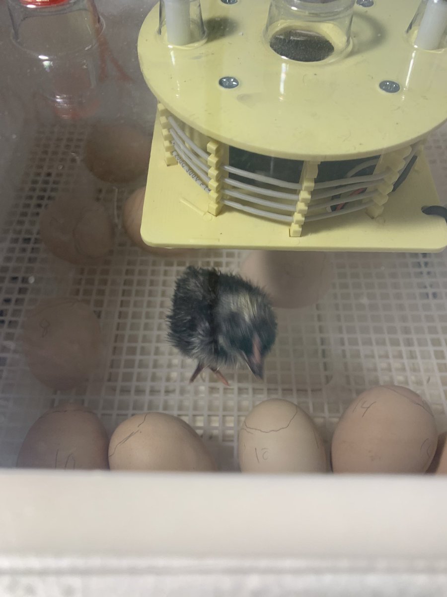 crowleyscience's tweet photo. Pip! Pip! Hooray! The first of the seventh grade baby chicks are here! Stoughton public schools accounts can follow the hatch on Google meet by entering the code: omschickenwatch @StoughtonPS @MattColantonio https://t.co/vrVerAXp2z
