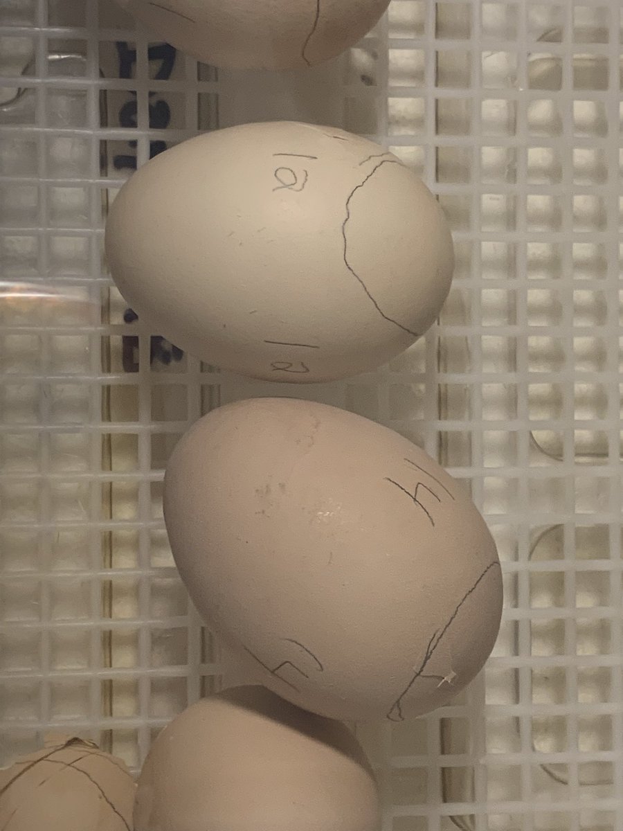 crowleyscience's tweet photo. Pip! Pip! Hooray! The first of the seventh grade baby chicks are here! Stoughton public schools accounts can follow the hatch on Google meet by entering the code: omschickenwatch @StoughtonPS @MattColantonio https://t.co/vrVerAXp2z