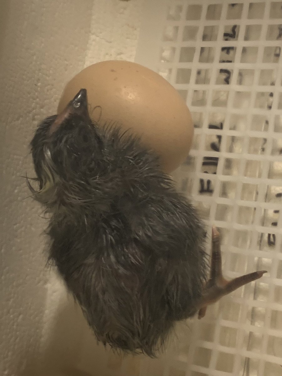 crowleyscience's tweet photo. Pip! Pip! Hooray! The first of the seventh grade baby chicks are here! Stoughton public schools accounts can follow the hatch on Google meet by entering the code: omschickenwatch @StoughtonPS @MattColantonio https://t.co/vrVerAXp2z