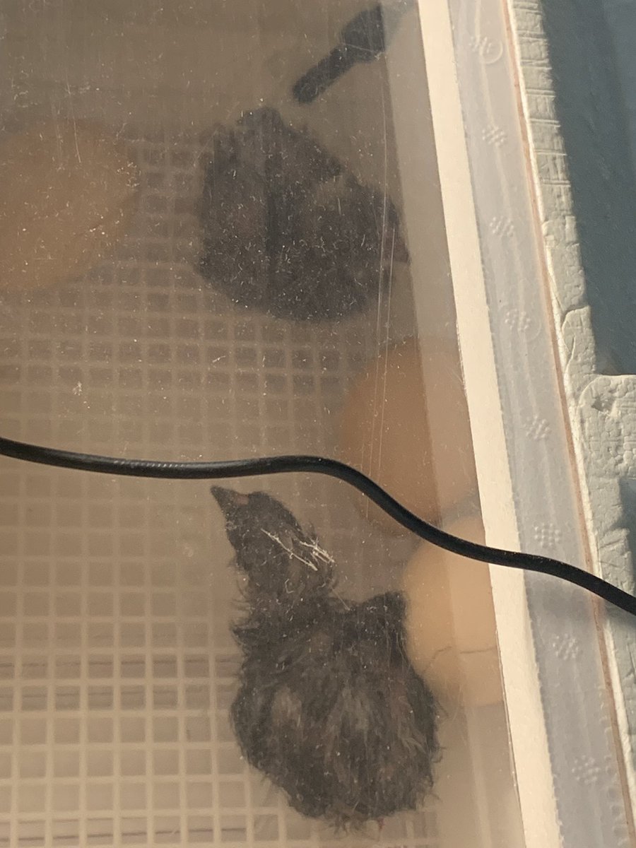 crowleyscience's tweet photo. Pip! Pip! Hooray! The first of the seventh grade baby chicks are here! Stoughton public schools accounts can follow the hatch on Google meet by entering the code: omschickenwatch @StoughtonPS @MattColantonio https://t.co/vrVerAXp2z
