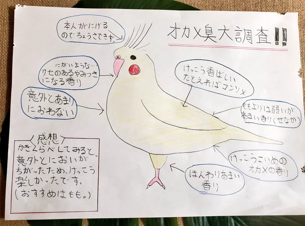 どこに向けての調査発表？！オカメインコ臭の大調査！！