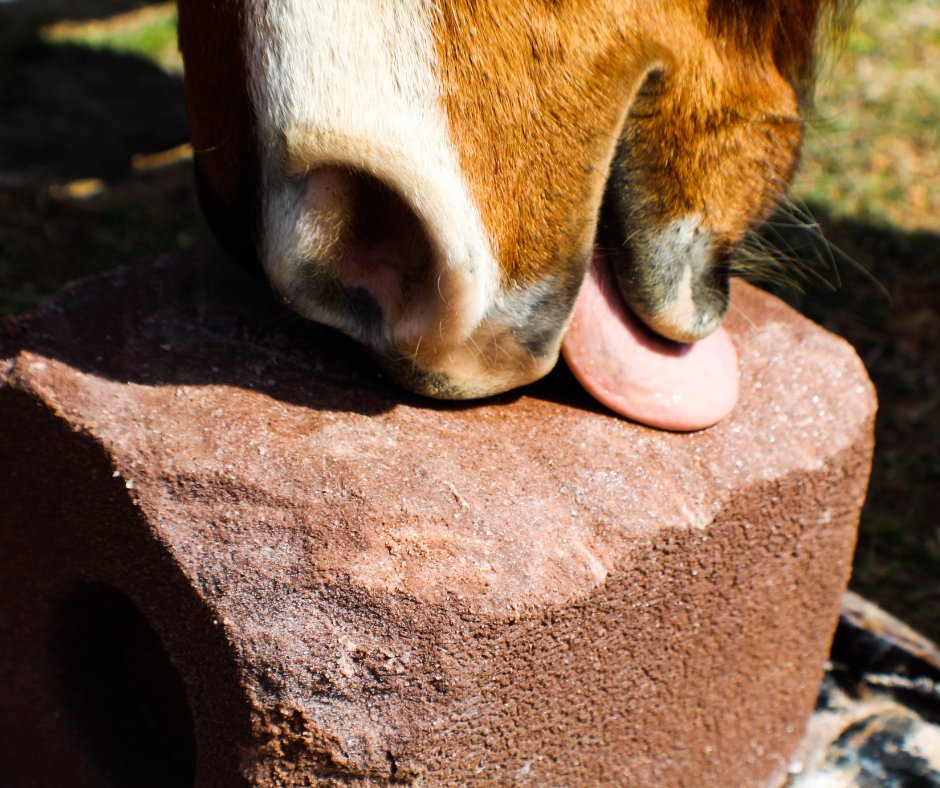 AspenGoldBed's tweet photo. Learn about the benefits of adding salt to your horse's diet: https://t.co/pmY2q3Qj7P
#Horse #Salt https://t.co/FvmLwuHS1I