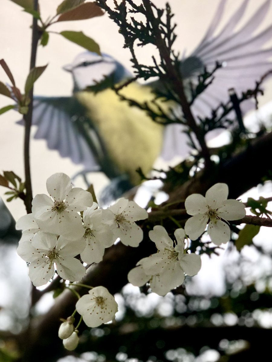 scouserock1's tweet photo. @CherryBlossFest #BlossomWatch #Blossom #CherryBlossomsAfterWinter #CherryBlossomsAfterWinter #spring #NaturePhotography #birds #birdphotography #wildflowerhour https://t.co/YzU79KrXI8